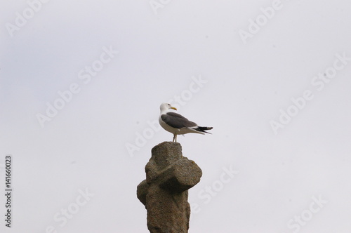 Mouette photo