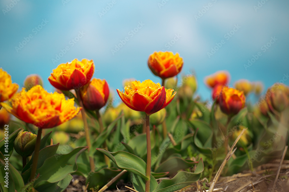 Rows of yellow tulips in Dutch Rows of yellow tulips in Dutch