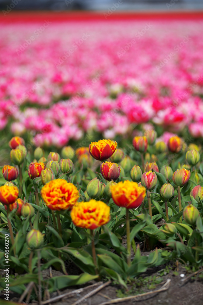 Rows of yellow tulips in Dutch