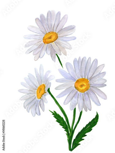 Garden chamomile isolated on white background.