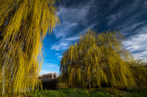 Slika na platnu Towering weeping willow trees along the Lea Canal in London, stand out with thei
