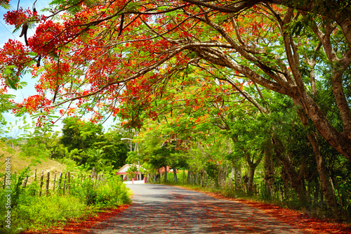 fascinating road under the shadow of blooming Delonix Regia tree, that leads to Pico Isabel de Torres, Dominican Republic photo