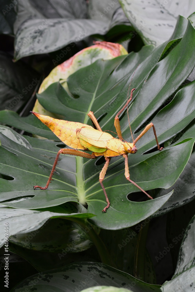 Malayan jungle nymph aka,Malaysian stick insect walks around looking ...