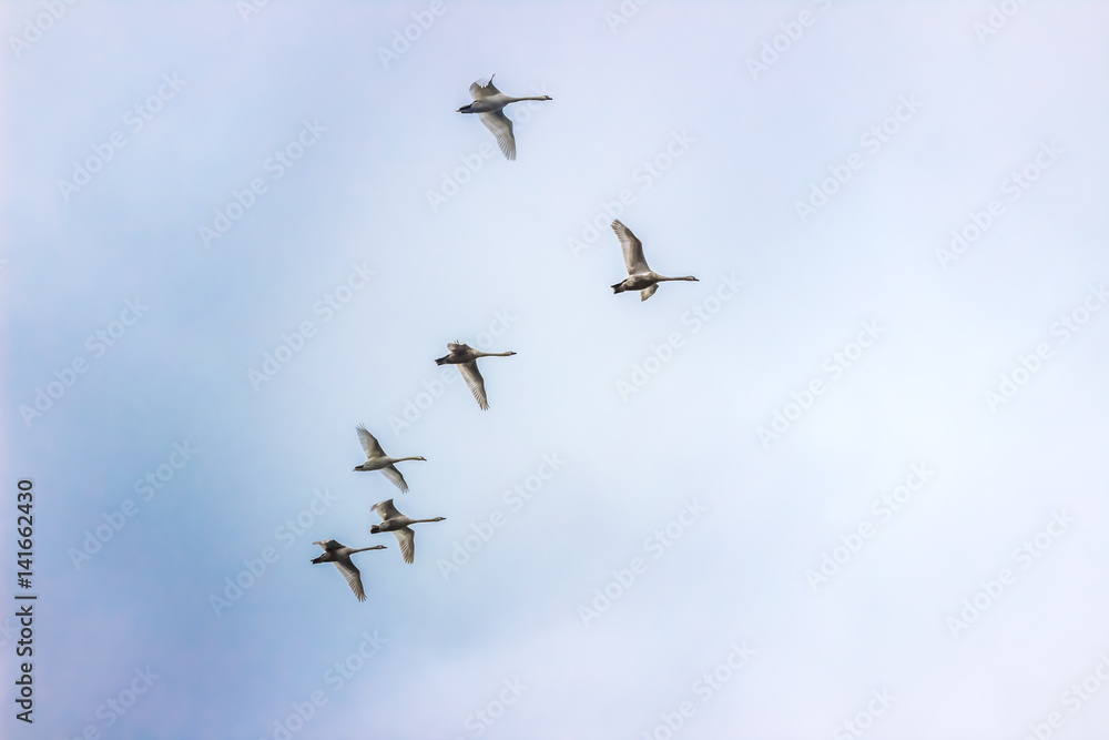 Whooper Swans fly in sky in Belarus (Minsk)