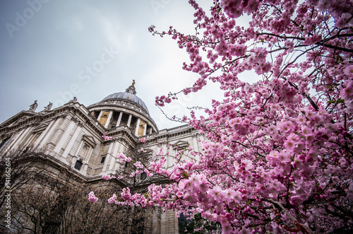 The prospect of the Saint Paul cathedral is enriched by the spring bloom of a prunus tree photo