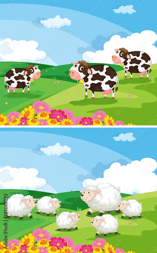 Cows and sheeps in the fields Cows and sheeps in the fields