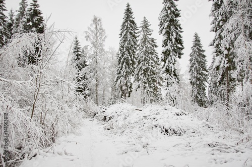 Winter forest in cold weather landscape. background image with pure white snow covering the trees. © Teemu Tretjakov