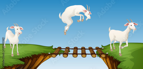 Three goats crossing bridge