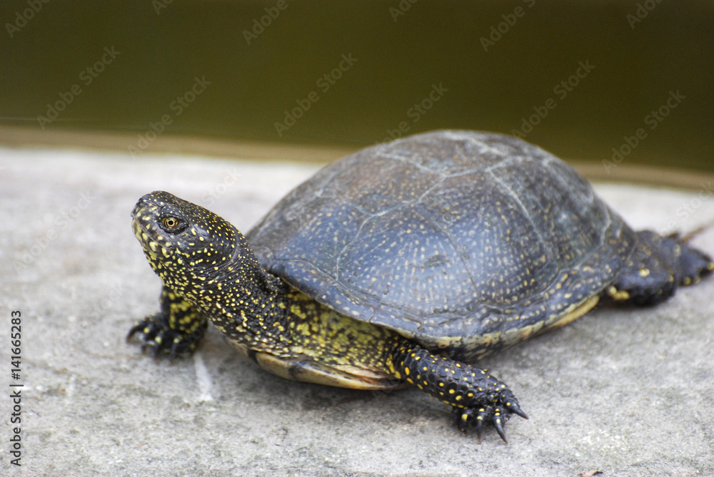 Obraz premium European pond turtle (Emys orbicularis) or European pond terrapin