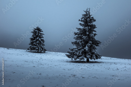 Photo Two snow covered conifers