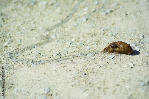 Slug leaving its trail on a dirt road
