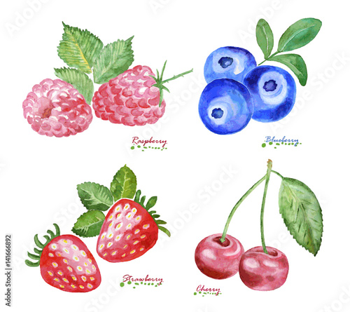 Watercolor Berries on white background.