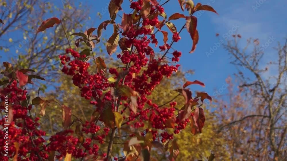 spindle tree spindle tree