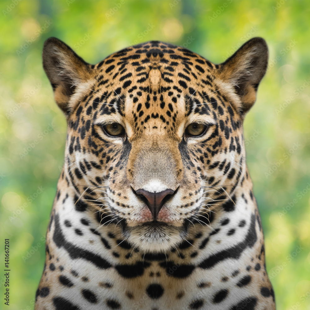 Fototapeta premium Jaguar face close up