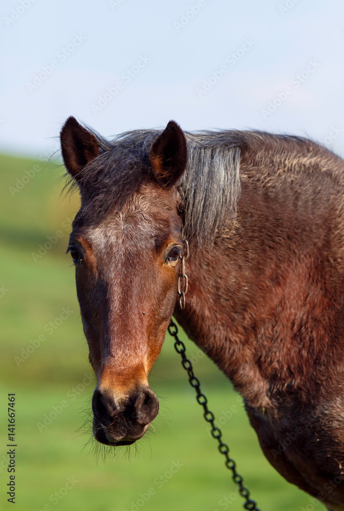 Naklejka premium Horse on a grass background