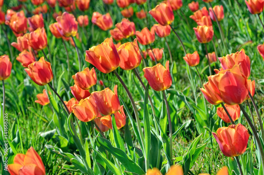 Red young tulip blossom among green grass Red young tulip blossom among green grass