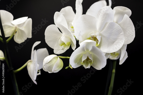  White orchid on a black background