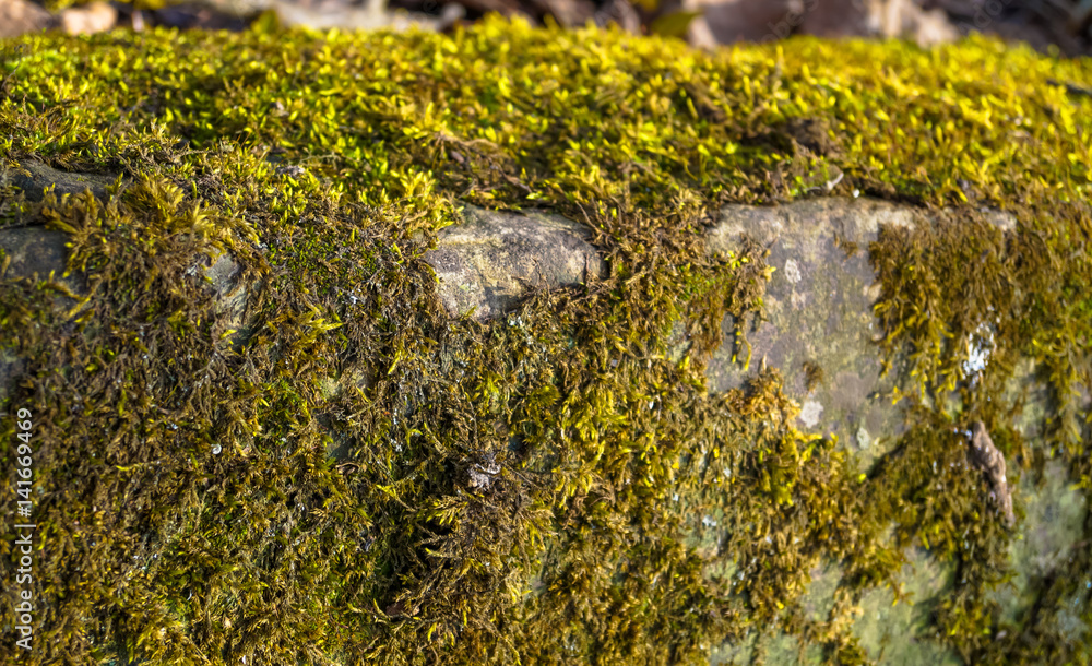 Fototapeta premium beautiful background of stone overgrown with moss