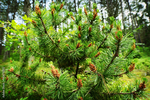 Scots or scotch pine Pinus sylvestris branches with young male pollen flowers on a tree growing in evergreen coniferous forest. Pomerania, Poland. Selective focus.