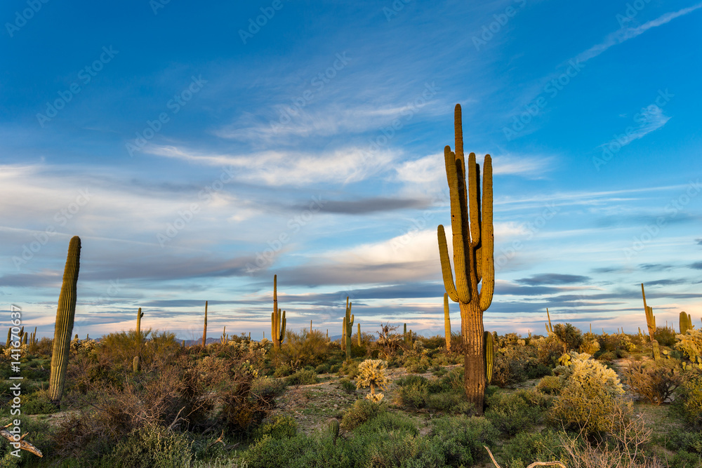 Arizona Sonoran Desert landscape Arizona Sonoran Desert landscape
