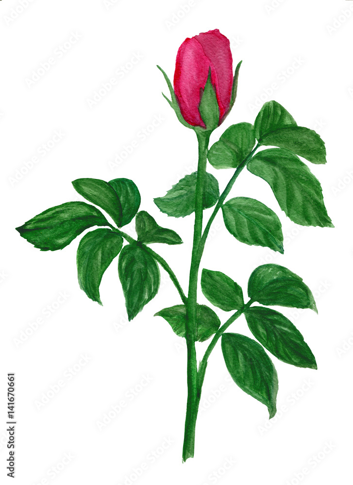 Obraz premium pink rose watercolor hand-painted, isolated on white