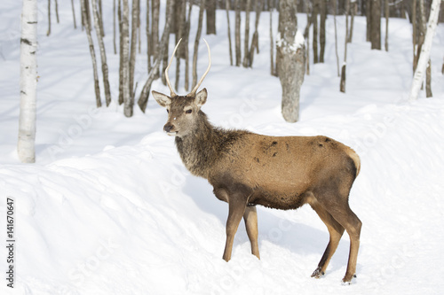 Red deer standing in the winter snow © Jim Cumming