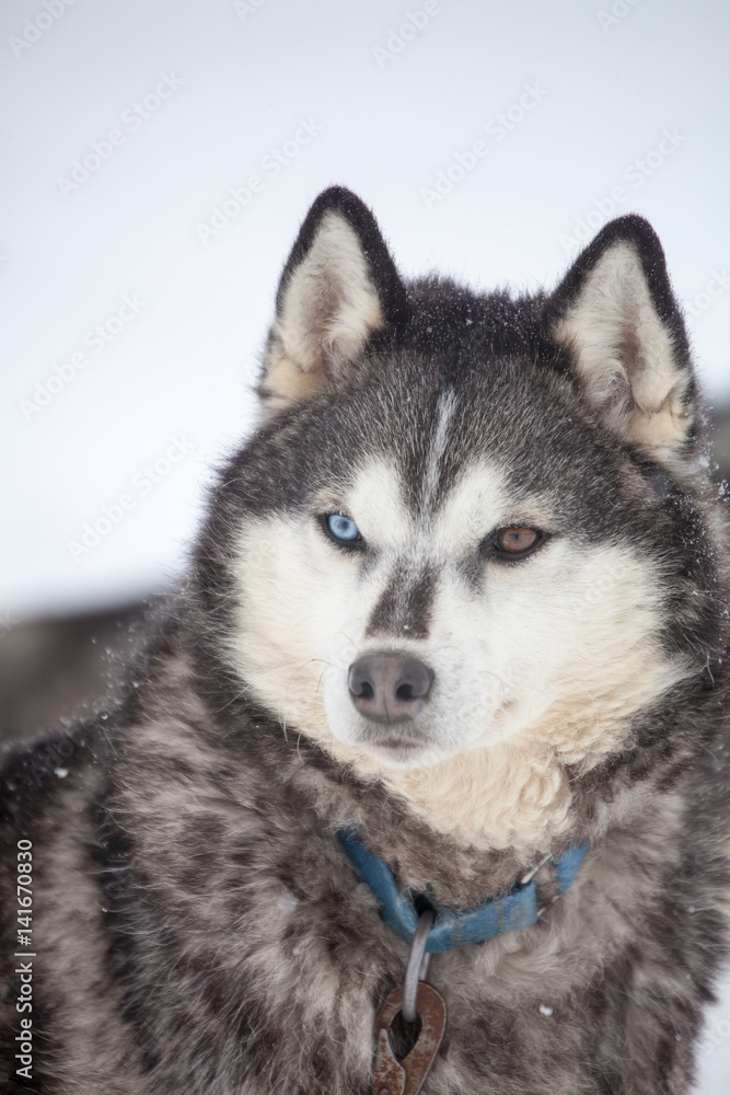 Huskies Huskies