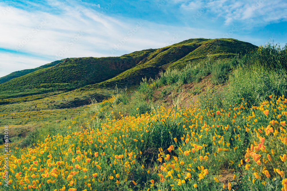 Superbloom of Poppy Wildflowers - Walker Canyon, California Superbloom of Poppy Wildflowers - Walker Canyon, California