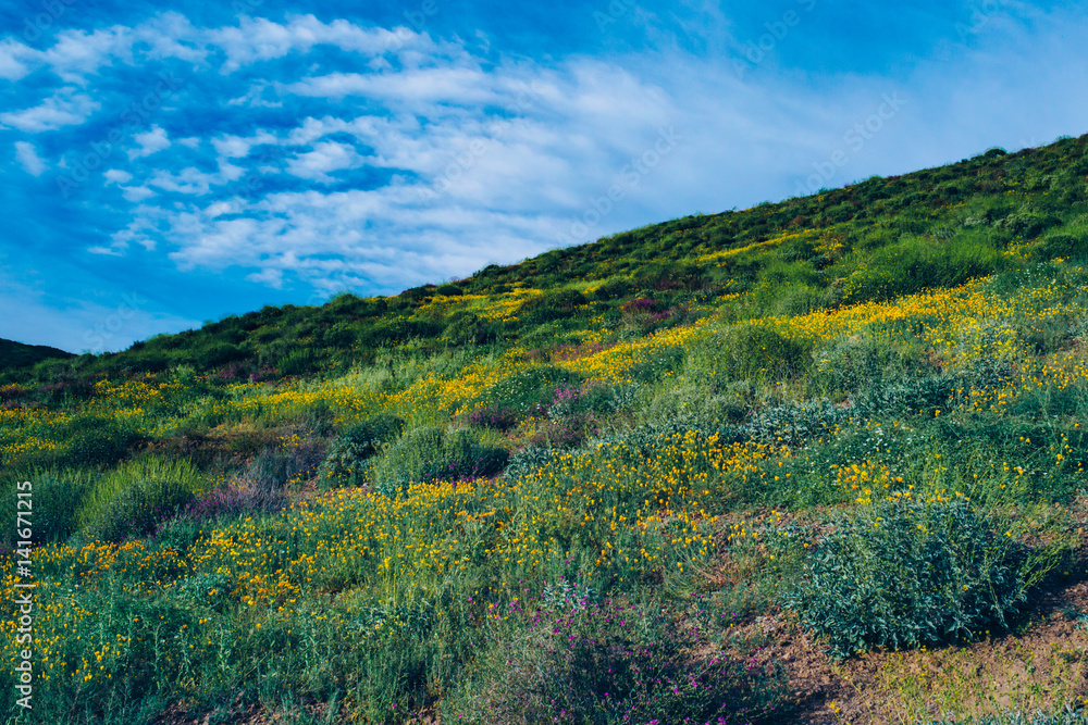 Southern California hills during the Wildflower Superbloom at Walker Canyon