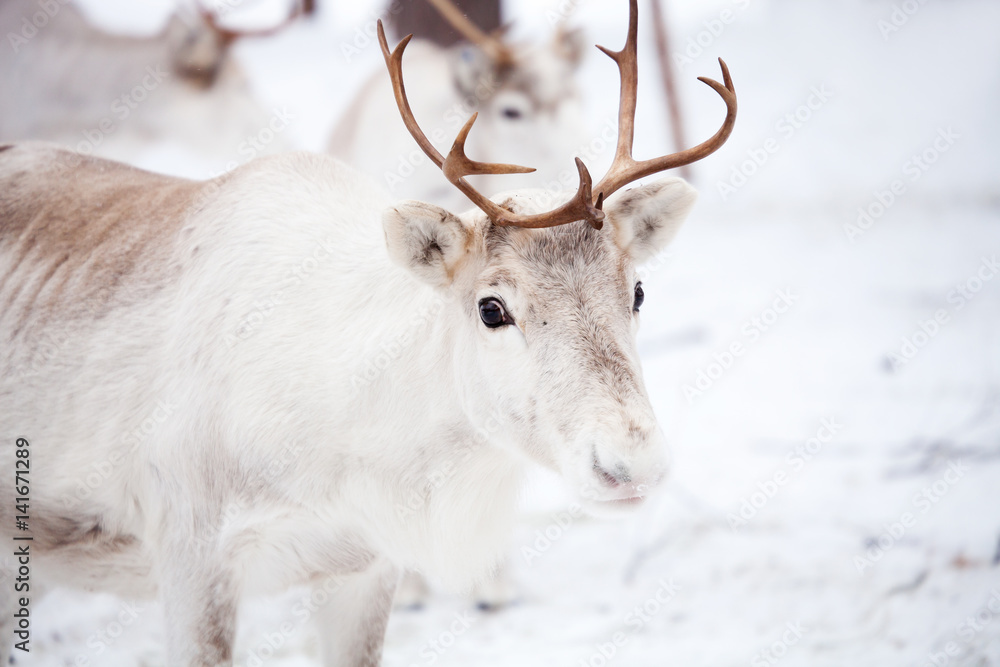 Reindeer Reindeer