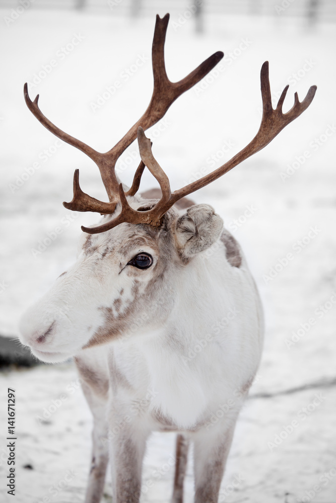 Reindeer Reindeer