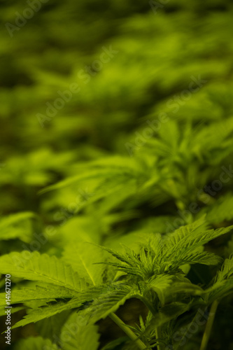 Cannabis Plant Leaf Detail