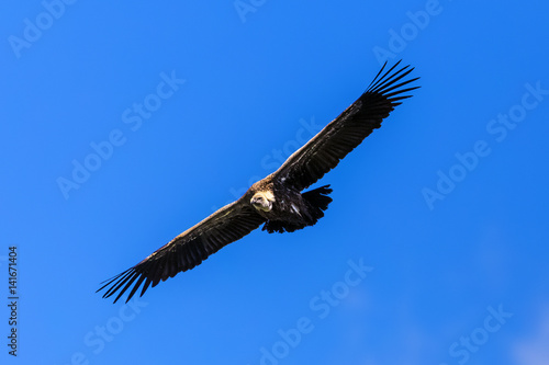 White-backed Vulture (Gyps africanus). Ethiopia, Simien Mountains National Park