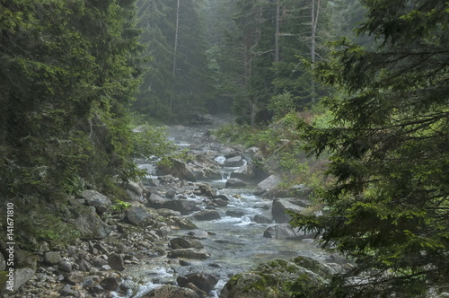 Rain in the forest coniferous and river Iskar with steam from warm boulder , Rila mountain, Bulgaria 