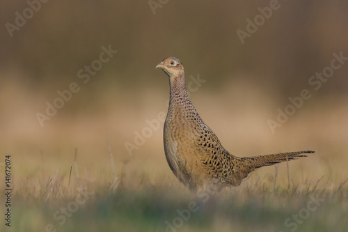 Winter in the meadow on a sunny day / Common Pheasant