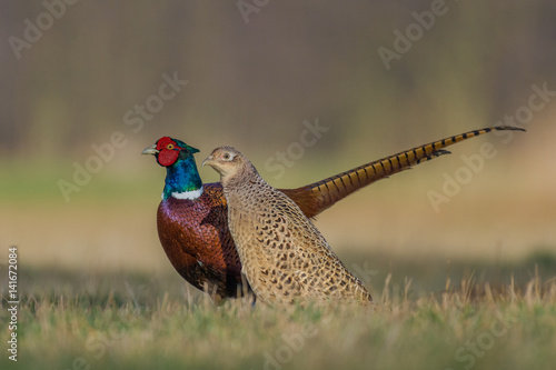 Winter in the meadow on a sunny day big love / Common Pheasant