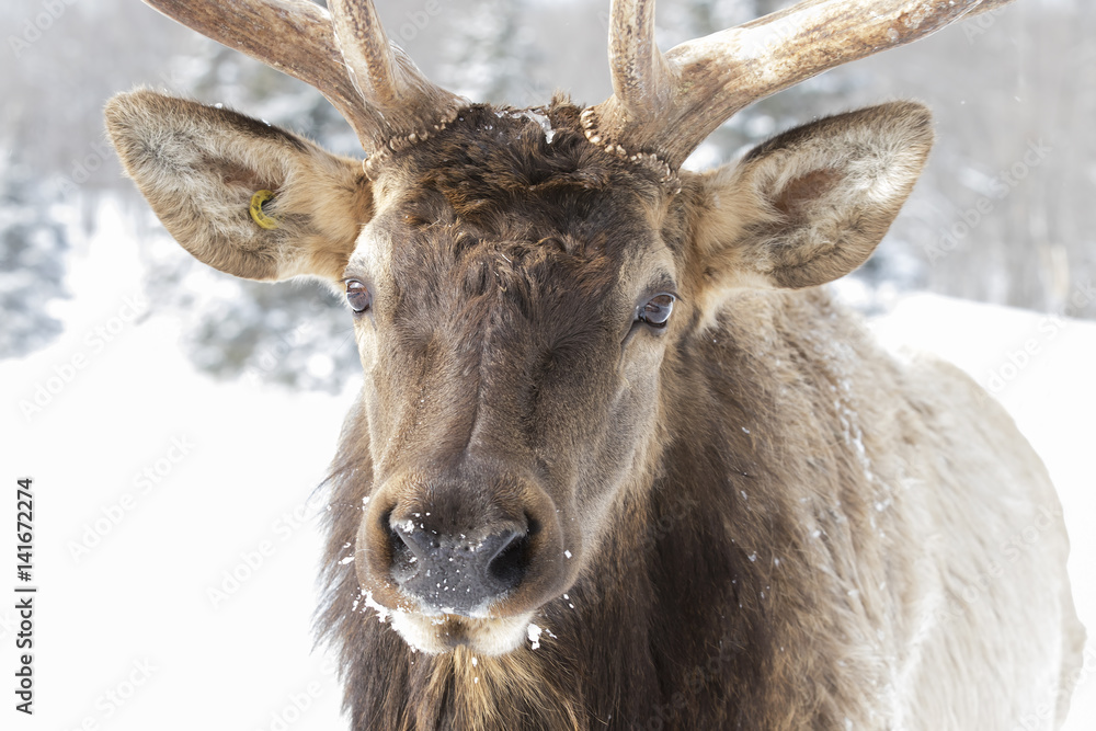 Naklejka premium Bull Elk with large antlers closeup in the winter snow in Canada