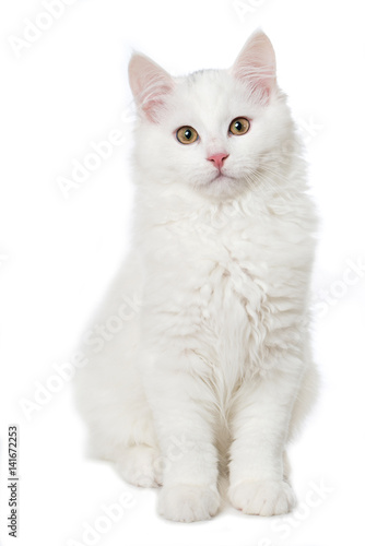 Weißes Kätzchen photo
