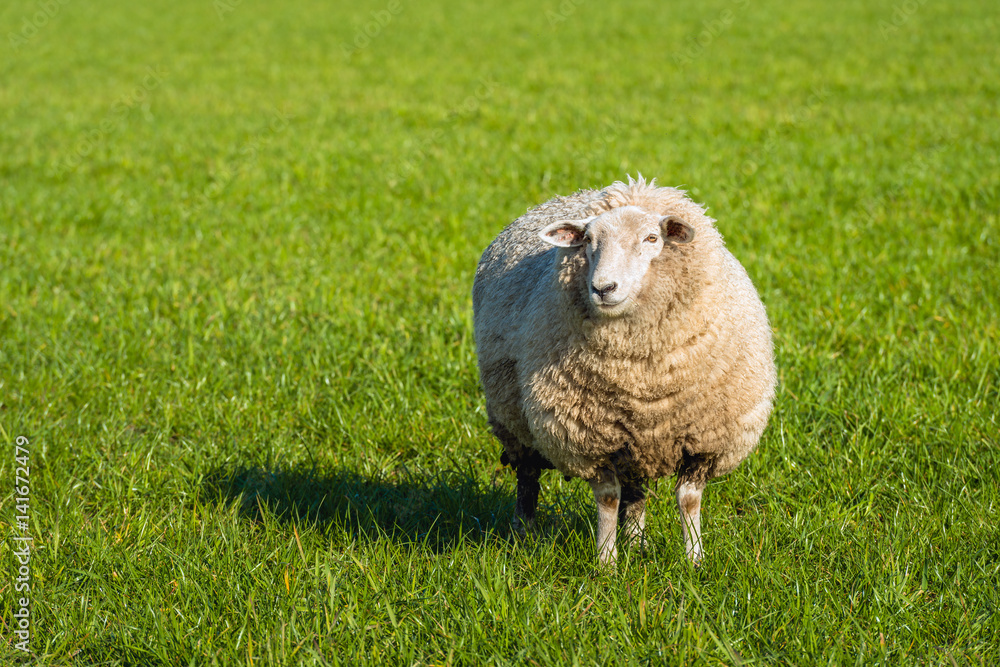 Pregnant sheep in thick winter coat standing in the fresh green grass and looking at photographer Pregnant sheep in thick winter coat standing in the fresh green grass and looking at photographer