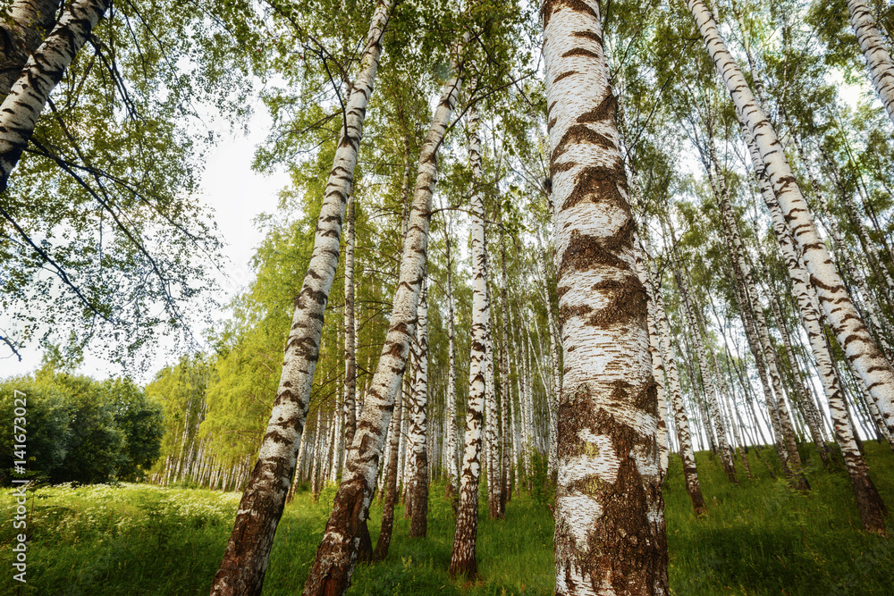 Fototapeta premium summer in sunny birch forest