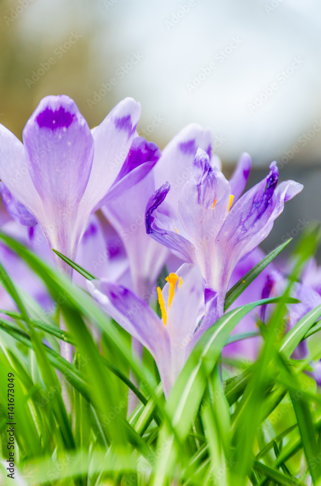 The field with crocuses in the wild nature The field with crocuses in the wild nature