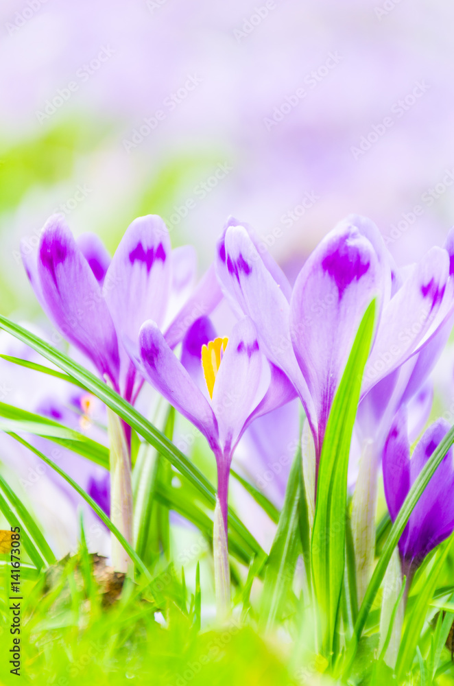 The field with crocuses in the wild nature The field with crocuses in the wild nature