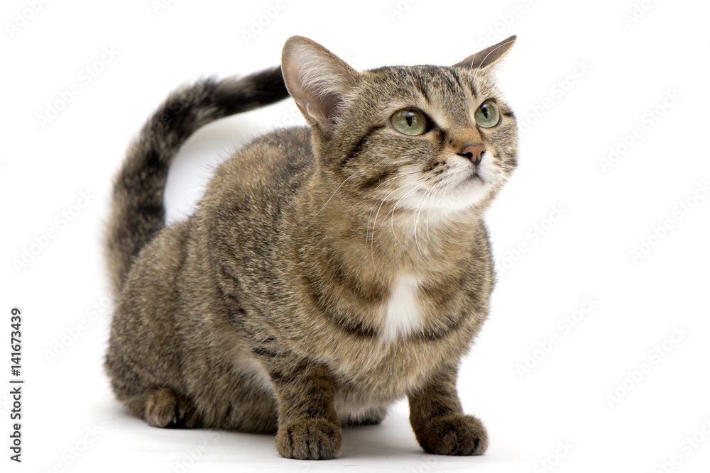 Fototapeta premium кошка готовая к прыжку