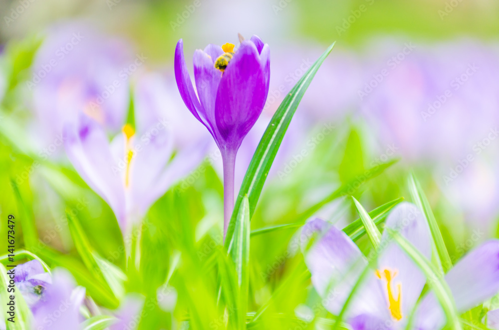 Fototapeta premium Pole z krokusami w dzikiej przyrodzie