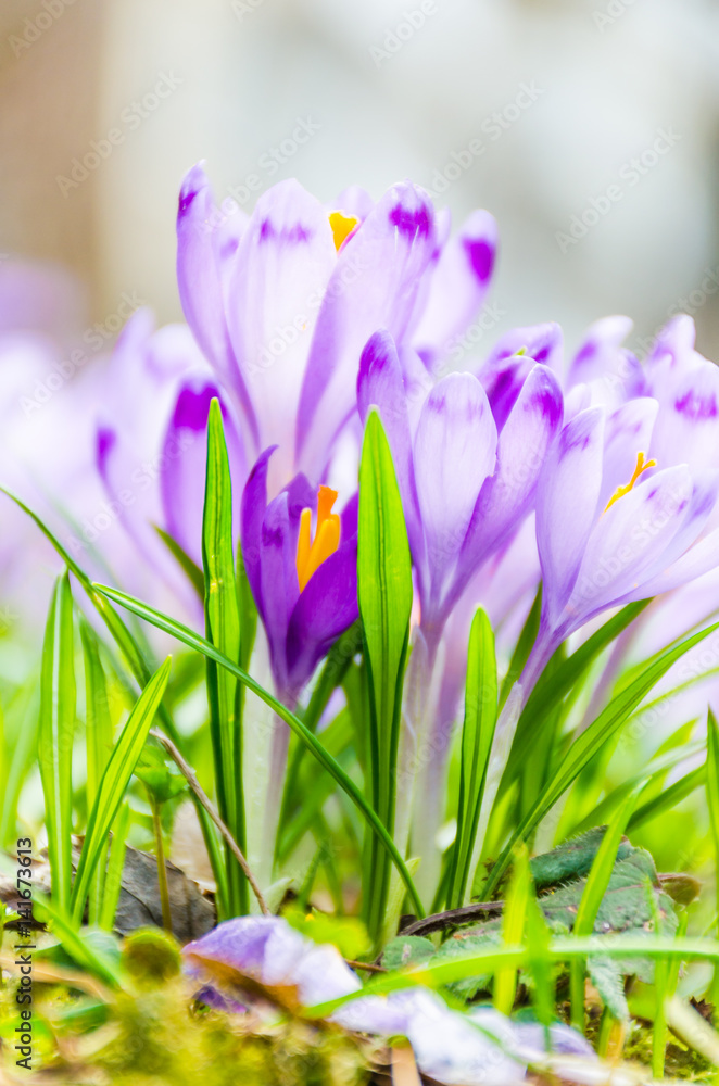 Fototapeta premium The field with crocuses in the wild nature
