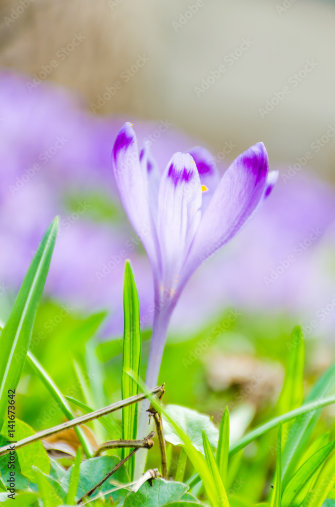The field with crocuses in the wild nature The field with crocuses in the wild nature