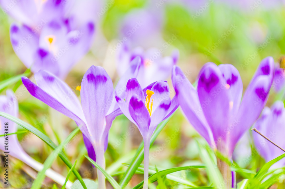 The field with crocuses in the wild nature The field with crocuses in the wild nature