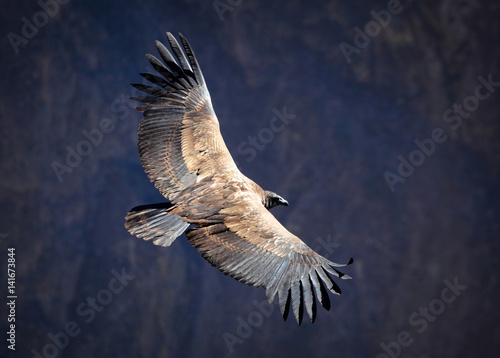 Andean condor over the Colca Canyon