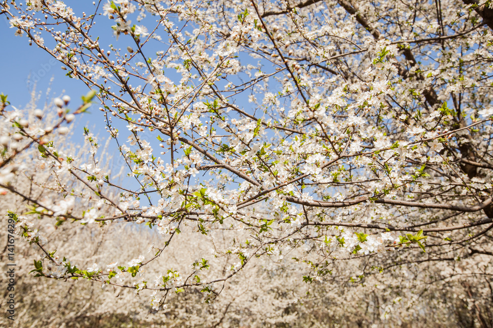 Fototapeta premium Spring flower blooming, blossoming tree.