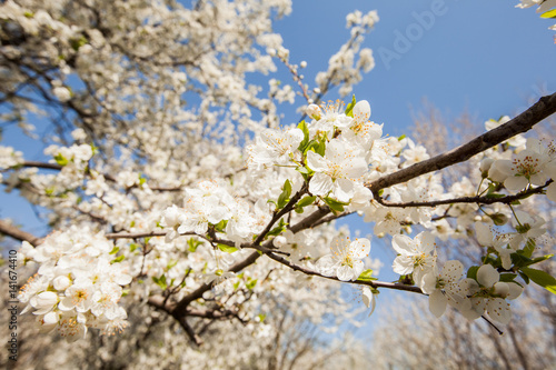  Spring flower blooming, blossoming tree. © mitarart